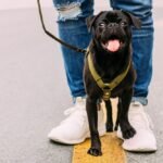 Top 5 Dog Walking Problems Solved!