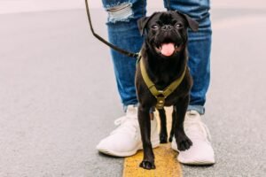 Read more about the article Top 5 Dog Walking Problems Solved!