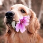 How dogs show you they love you